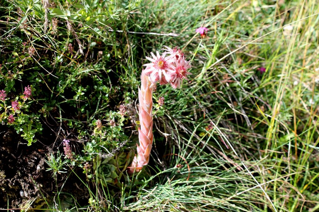 Sempervivum tectorum?